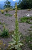 Verbascum thapsus. Отцветающее и плодоносящее растение. Чечня, Итум-Калинский р-н, окр. с. Ведучи, ≈ 1500 м н.у.м., каменистый склон. 26.07.2022.