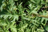 Heracleum sibiricum