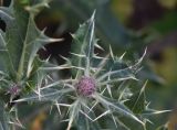 Cirsium ketzkhovelii. Листья и развивающееся соцветие. Чечня, Шаройский р-н, окр. ур. Хилиди, выс. 2020 м н.у.м., луг. 23 августа 2023 г.