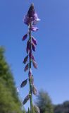 Polygala comosa. Соцветие. Украина, Харьковский лес возле пгт Пятихатки. 30.05.2011.