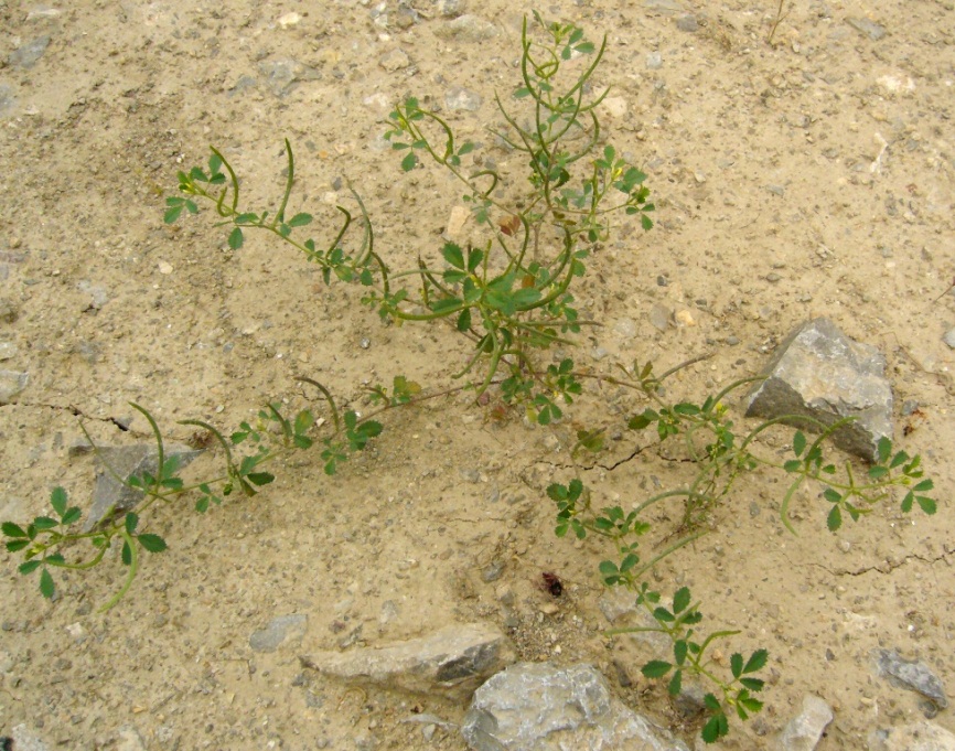 Изображение особи Trigonella geminiflora.