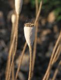 Papaver dubium