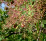 Cotinus coggygria. Часть соплодия. Ростовская обл., Персиановская степь, окр. станицы Красюковская, верховье балки. 23.05.2012.