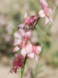 Delphinium camptocarpum