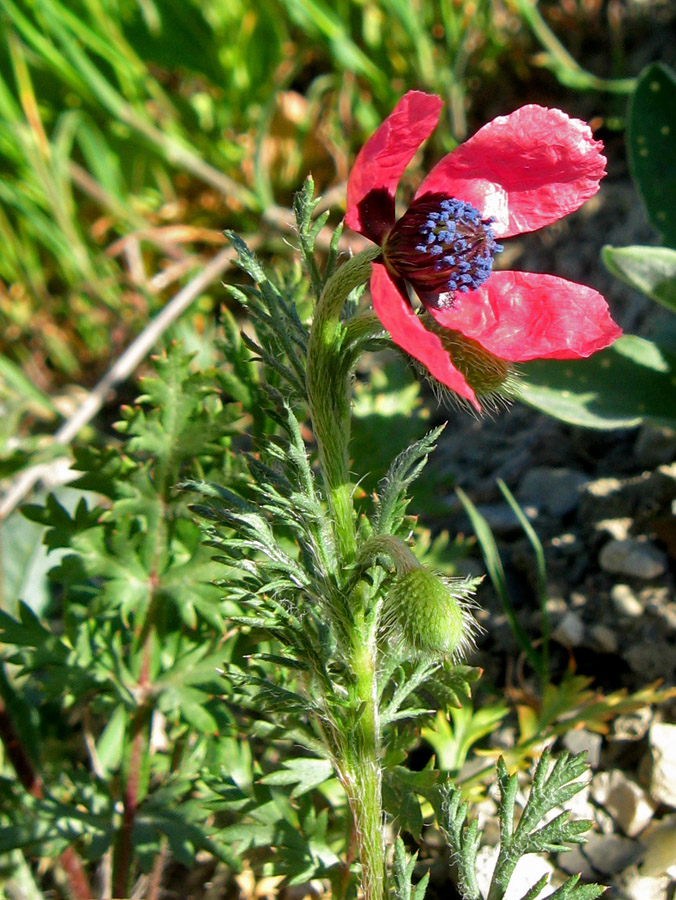 Изображение особи Papaver hybridum.