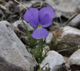 Viola pseudograeca. Цветущее растение. Греция, Фессалия, Олимп, 2200 м н.у.м. 06.07.2013.