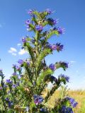 Echium vulgare