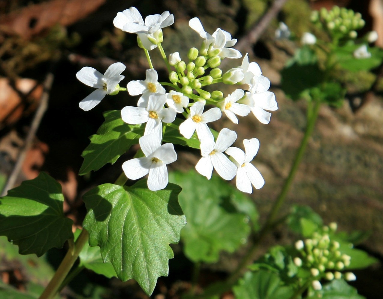 Изображение особи Pachyphragma macrophyllum.