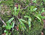 Phyllitis scolopendrium