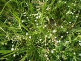 Stellaria graminea