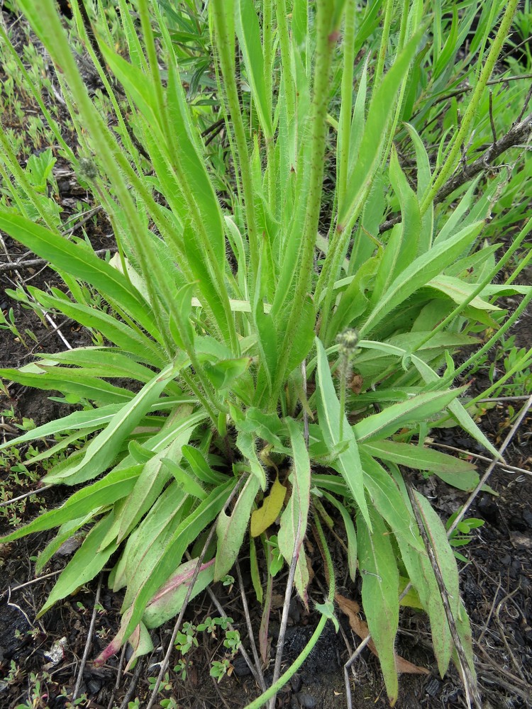 Изображение особи Pilosella novosibirskensis.