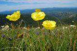 Papaver pseudocanescens