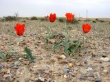 Tulipa lehmanniana