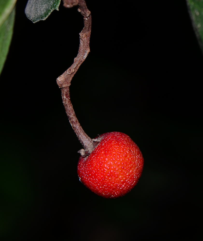 Изображение особи Rhus integrifolia.