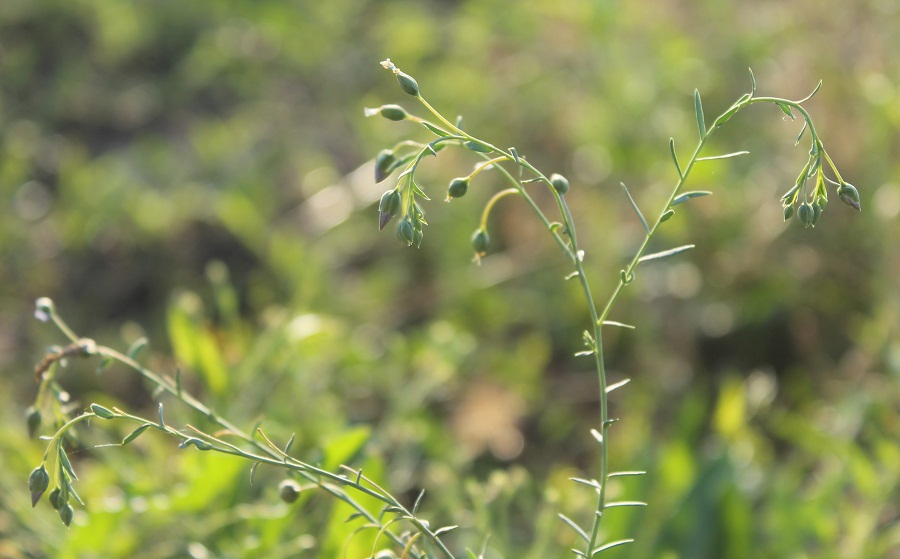 Изображение особи Linum austriacum.