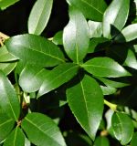 Osmanthus &times; burkwoodii