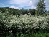 Anthriscus sylvestris. Заросли цветущих растений. Мурманск, мкр-н Росляково, обочина просёлка на окраине. 02.07.2016.