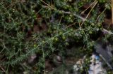 Asparagus aphyllus. Ветки плодоносящего растения. Израиль, Нижняя Галилея, г. Верхний Назарет, выположенная вершина горы. 25.11.2015.