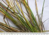 Carex tristis