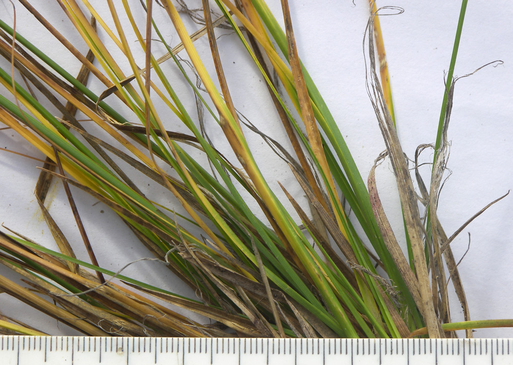 Изображение особи Carex tristis.