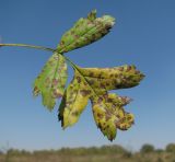 Crataegus pentagyna. Лист с поражениями. Краснодарский край, Абинский р-н, окр. ст-цы Холмская, окраина луга. 13.09.2016.