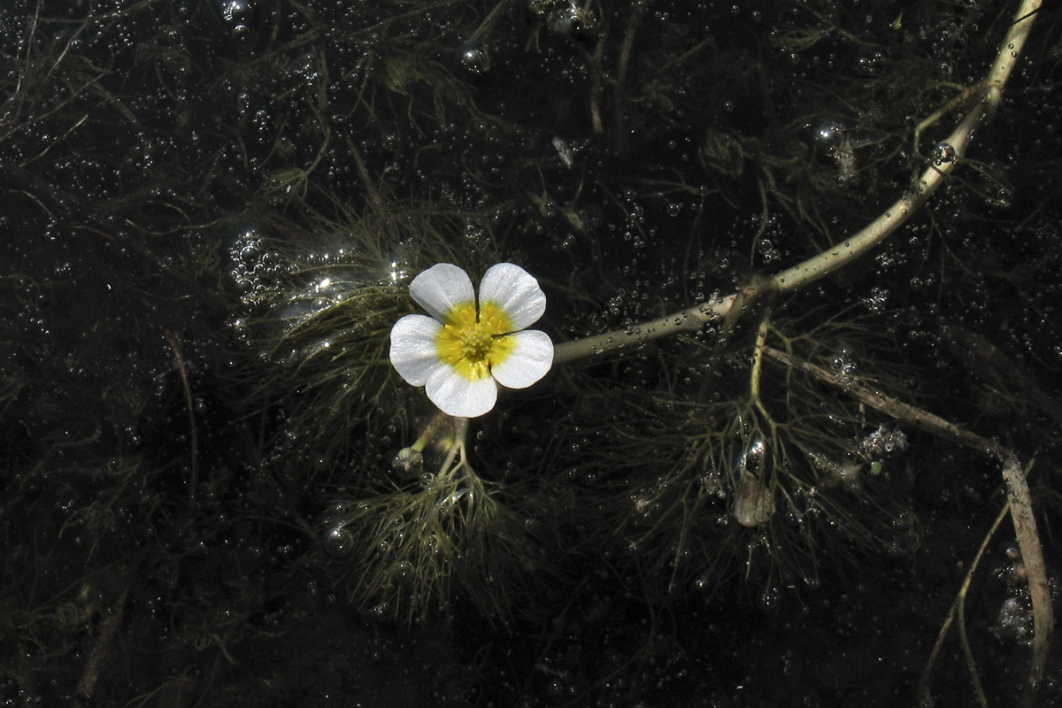 Изображение особи Ranunculus circinatus.