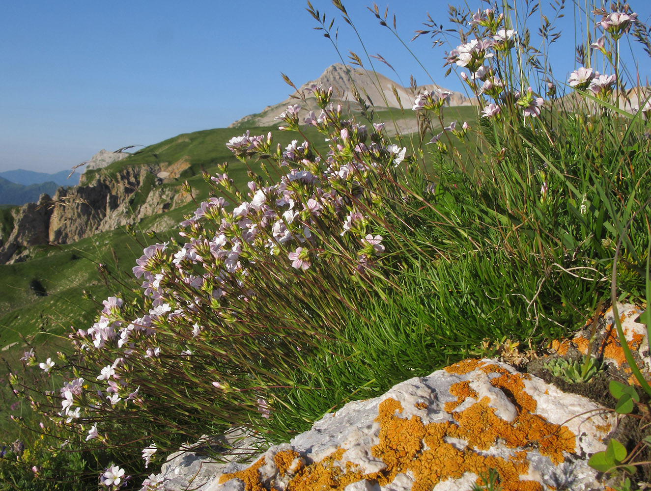 Image of Gypsophila tenuifolia specimen.