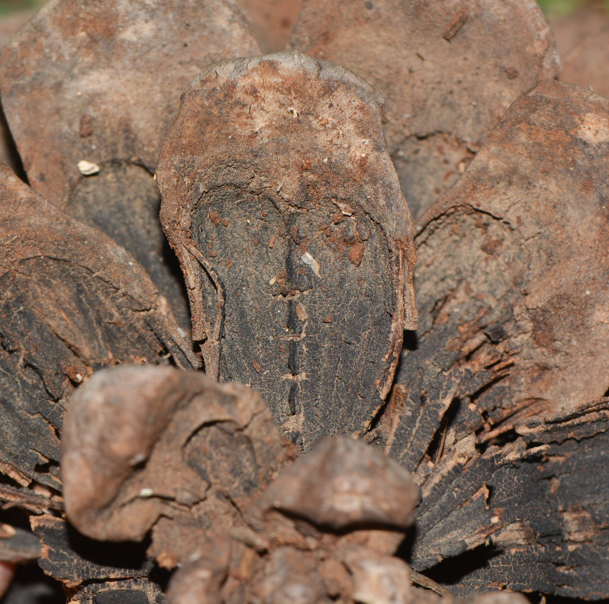 Изображение особи Pinus pinea.