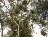 Pandanus tectorius