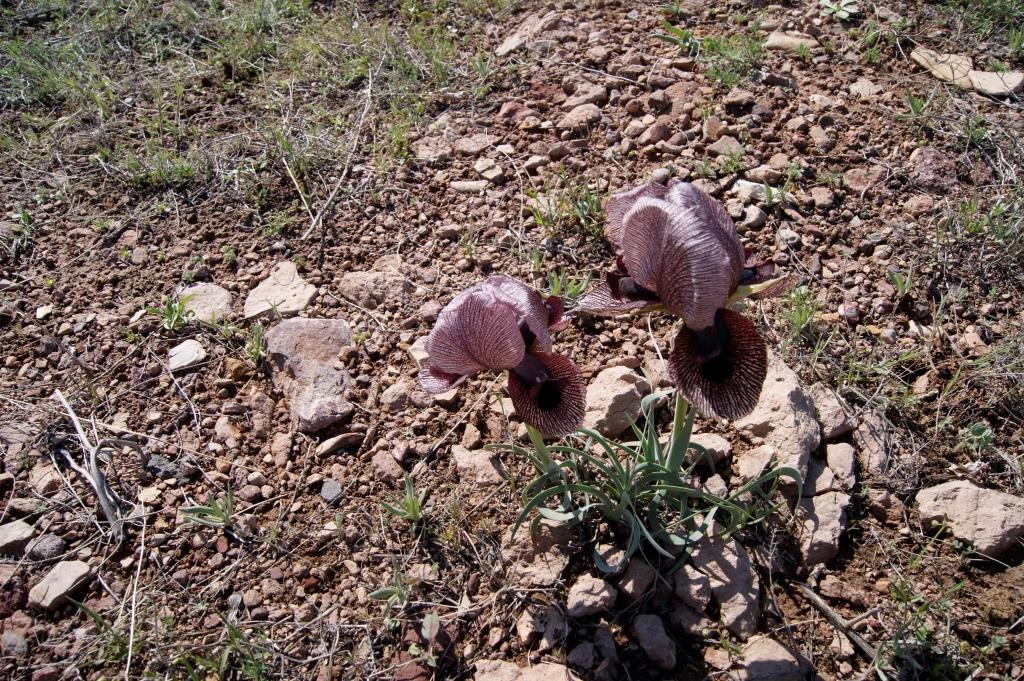 Изображение особи Iris lycotis.