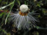 Tussilago farfara