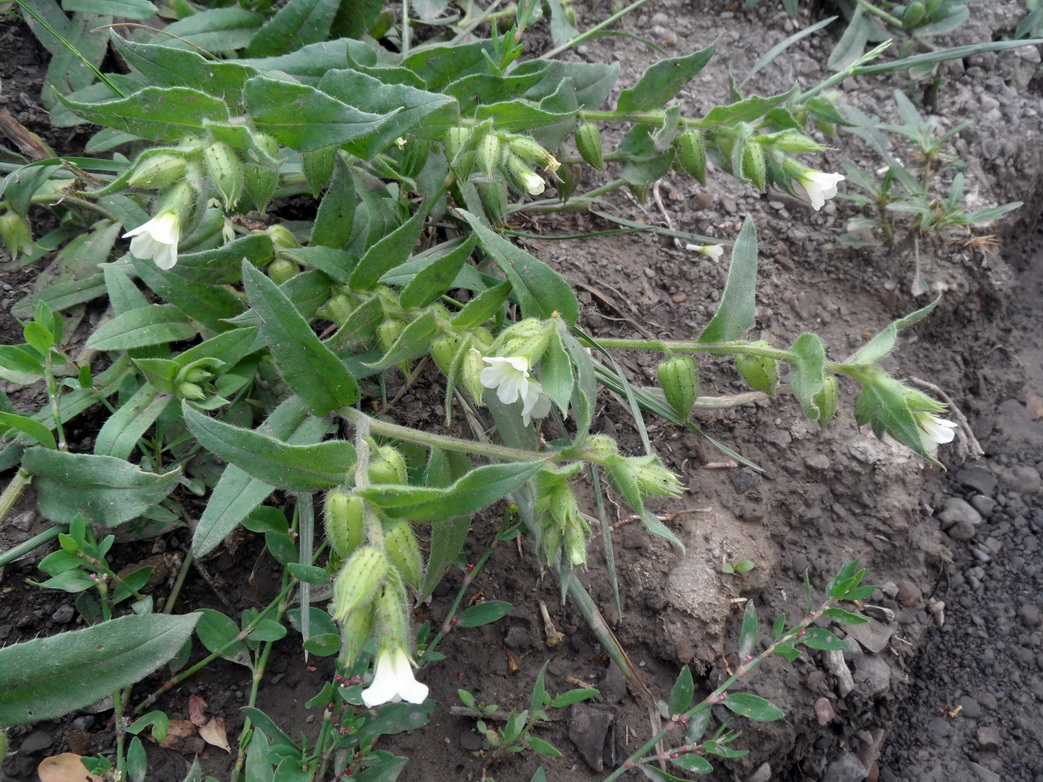 Изображение особи Nonea lutea.