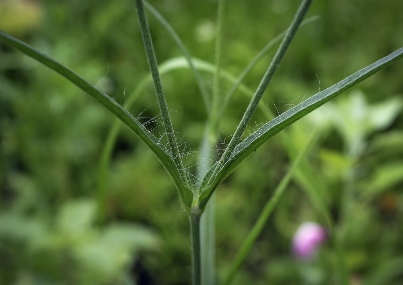 Изображение особи Agrostemma githago.