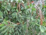 Melaleuca viridiflora