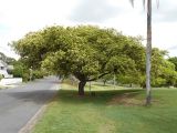 Albizia lebbeck