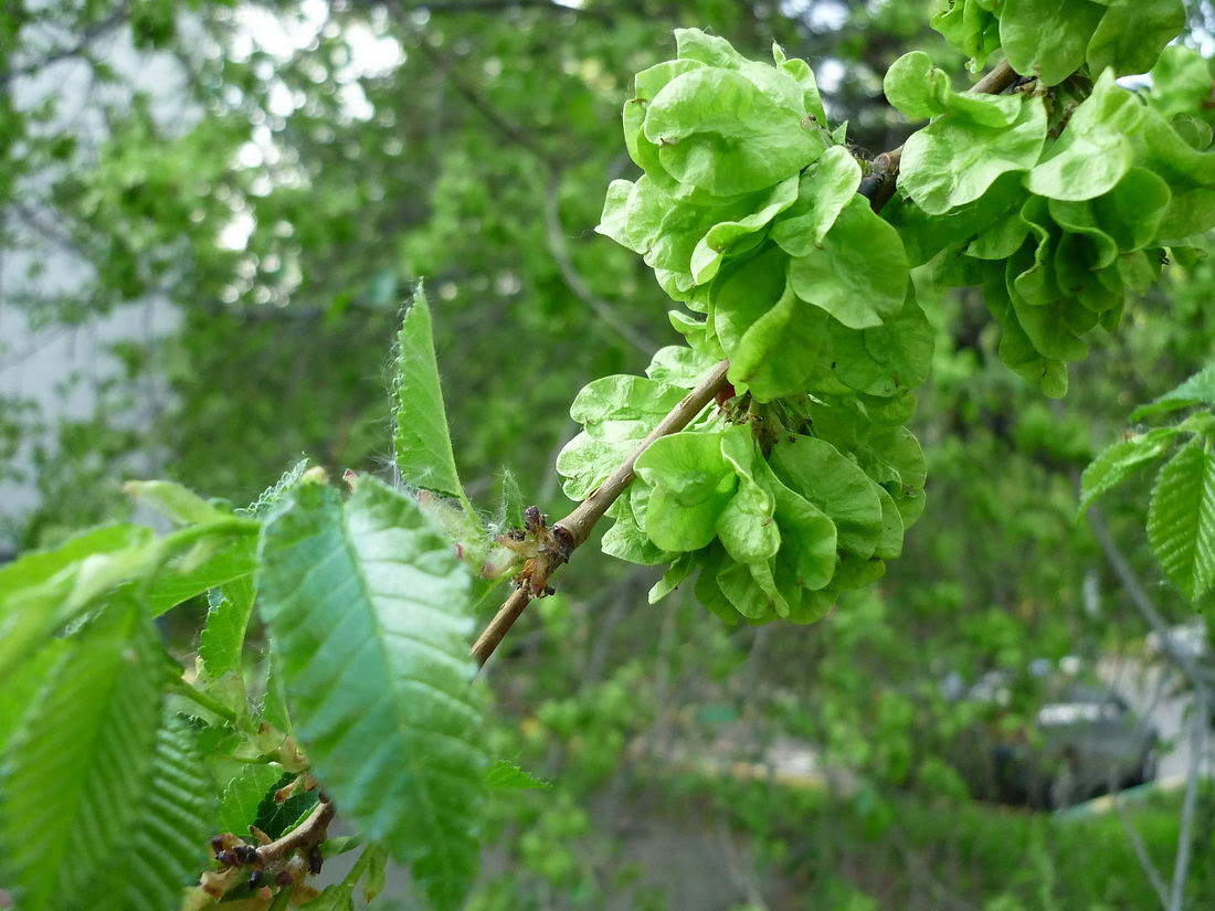 Изображение особи Ulmus pumila.