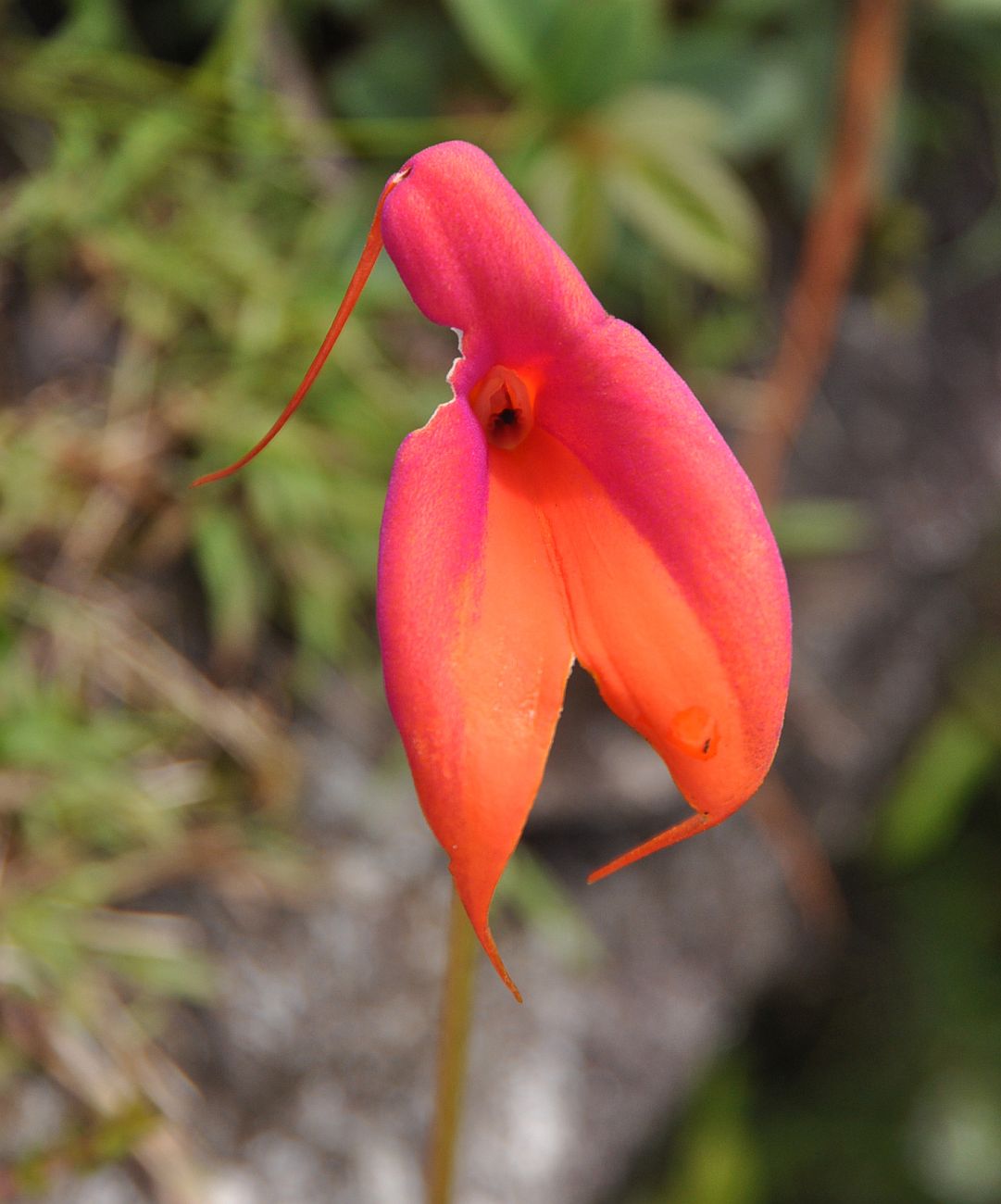 Image of Masdevallia veitchiana specimen.