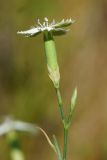 Dianthus ramosissimus