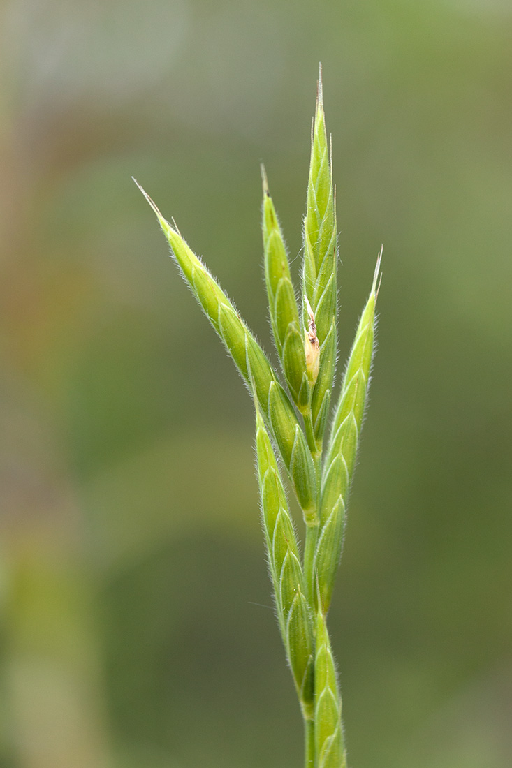 Image of Brachypodium pinnatum specimen.