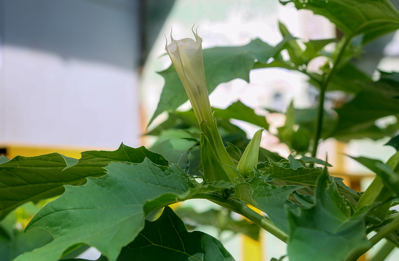 Изображение особи Datura stramonium.