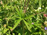 Geranium pratense