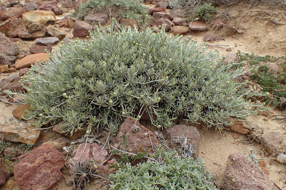 Изображение особи Helichrysum stoechas ssp. barrelieri.