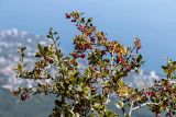 Berberis orientalis. Ветви плодоносящего растения. Крым, гора Ай-Петри, около обрыва скалы. 21.09.2018.