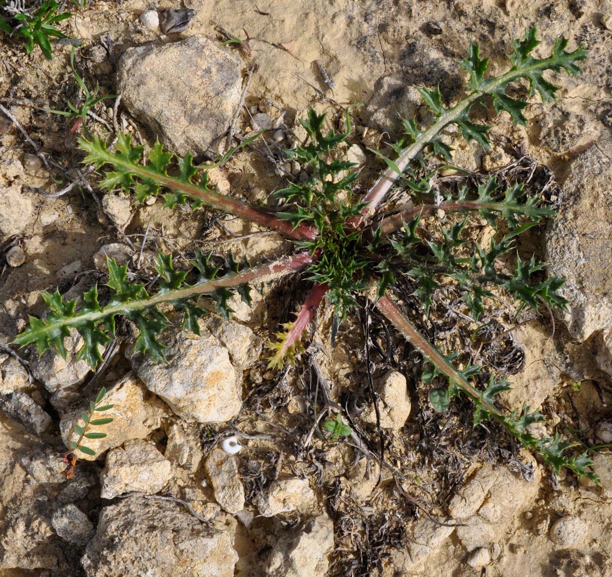 Image of Cardopatium corymbosum specimen.