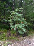 Sambucus sibirica