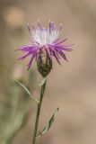 род Centaurea. Верхушка растения с соцветием. Ростовская обл., Азовский р-н, окр. пос. Беловодье, пески. 12.07.2015.