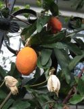 Passiflora caerulea. Плоды и листья. Южный Берег Крыма, Артек. 23 июля 2010 г.