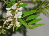 Robinia pseudoacacia