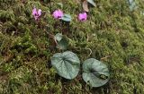 Cyclamen coum