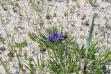 Iris uniflora